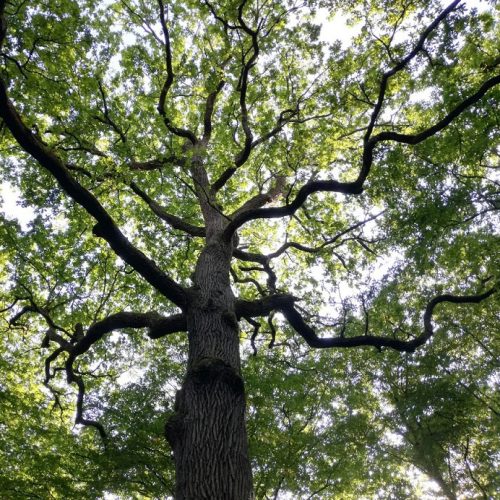 Arbre chene foret cbbh chharpente metz nancy