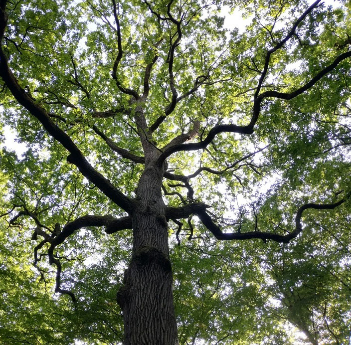 Arbre chene foret cbbh chharpente metz nancy